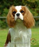Cavalier King Charles Spaniel 9J002D-08